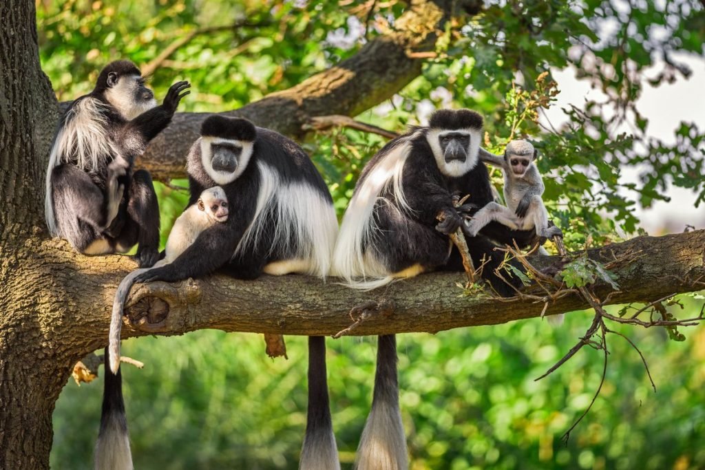 ColobusMonkeyTrackingInNyungweForestNationalPark